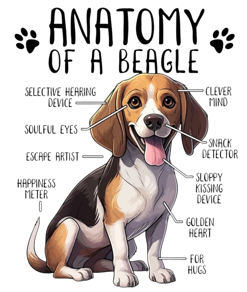Beagle