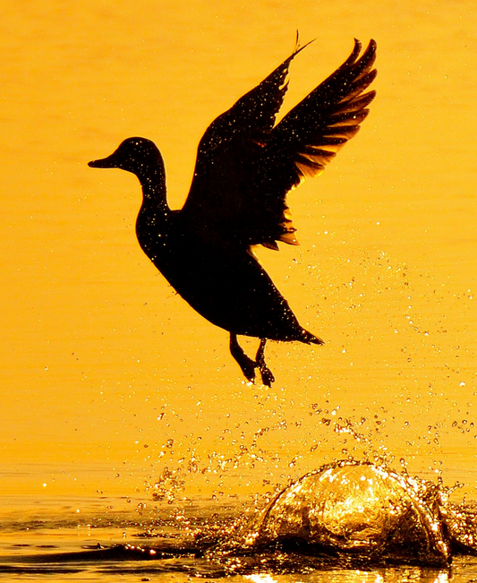 Flying Duck